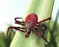 kullancsirt�s Ny�kl�dh�za